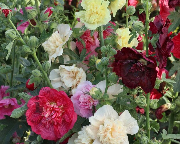 Alcea rosea
