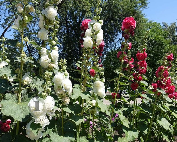 Alcea rosea