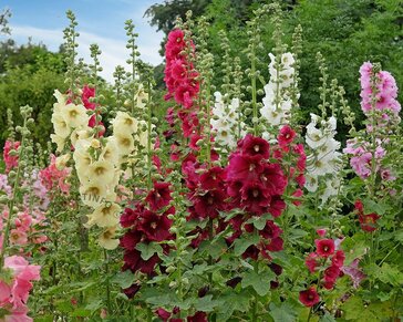 Alcea rosea