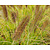 Pennisetum alopecuroides ‘Moudry’
