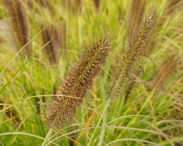 Pennisetum alopecuroides ‘Moudry’