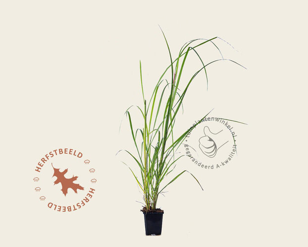 Pennisetum alopecuroides ‘Moudry’