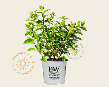 Hydrangea paniculata 'Little Lime Punch' image
