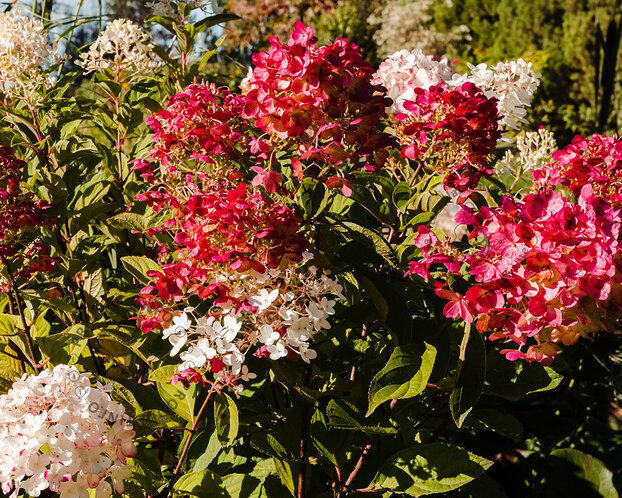 Hydrangea paniculata 'Little Lime Punch'