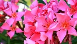 Oleander image