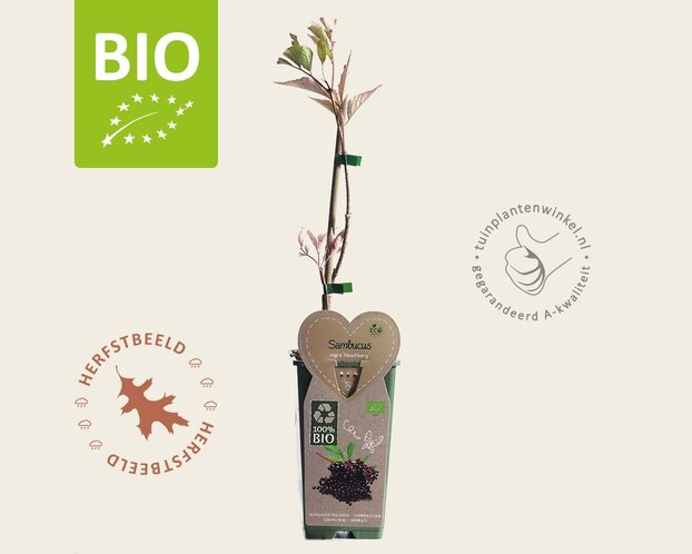 Sambucus nigra 'Haschberg' - BIO