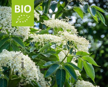 Sambucus nigra 'Haschberg' - BIO