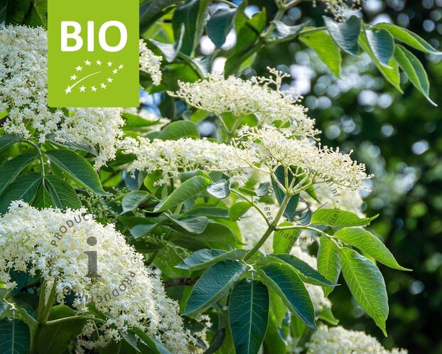 Sambucus nigra 'Haschberg' - BIO