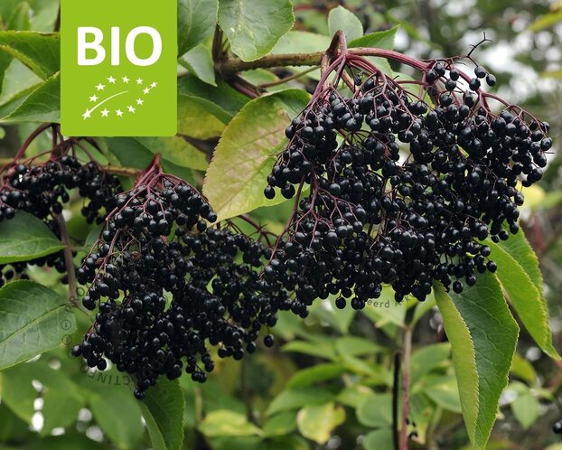 Sambucus nigra 'Haschberg' - BIO