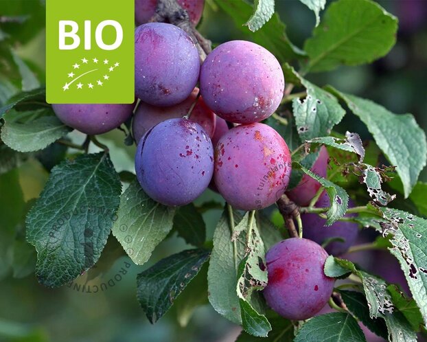 Prunus domestica 'Czar' - BIO mini