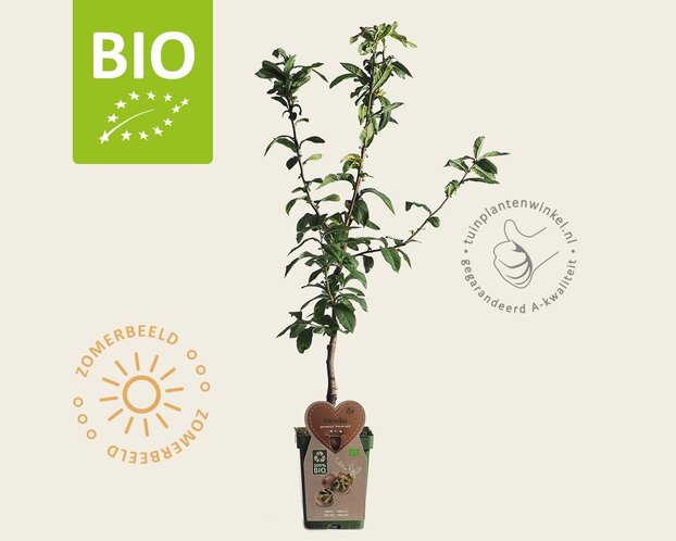 Mespilus germanica 'Westerveld' - BIO mini