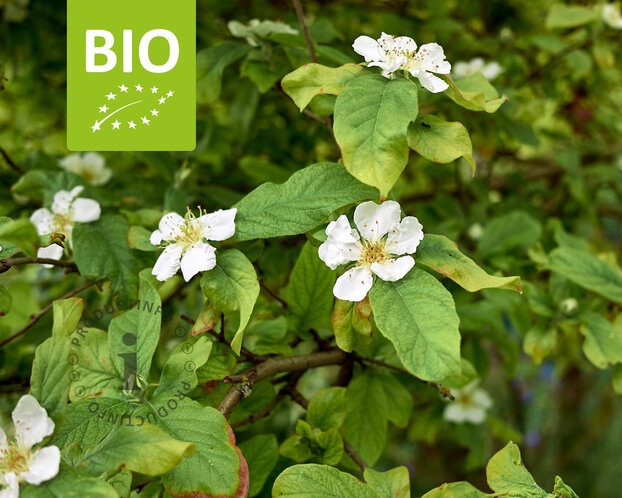 Mespilus germanica 'Westerveld' - BIO mini