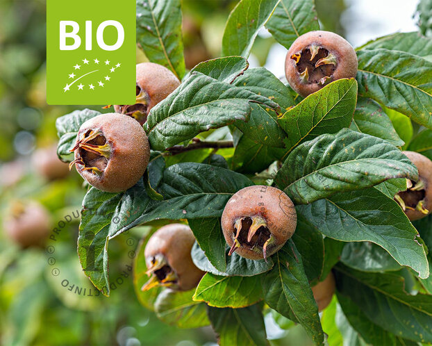 Mespilus germanica 'Westerveld' - BIO mini