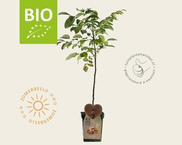 Juglans regia - BIO mini