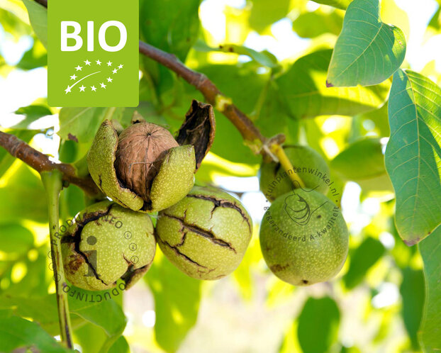 Juglans regia - BIO mini