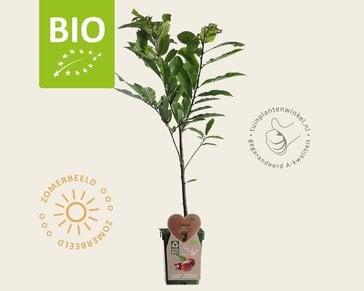 Castanea sativa - BIO mini