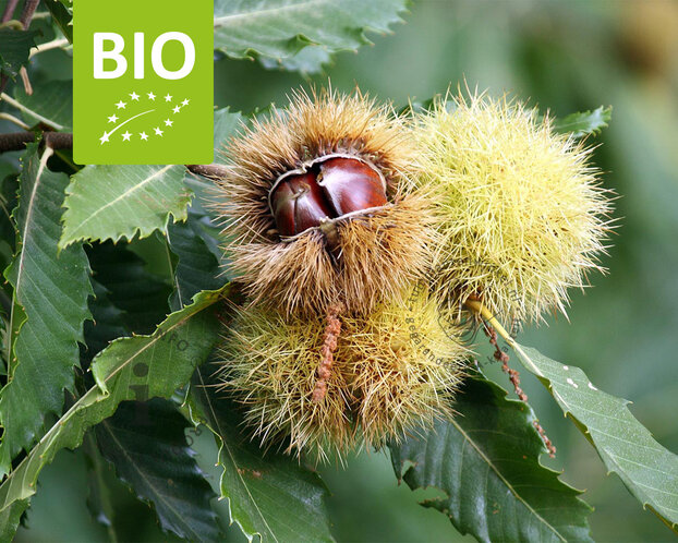 Castanea sativa - BIO mini