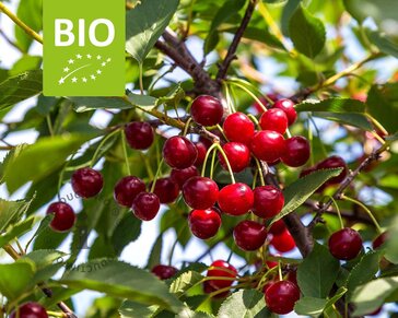 Prunus cerasus 'Morellenfeuer' - BIO mini