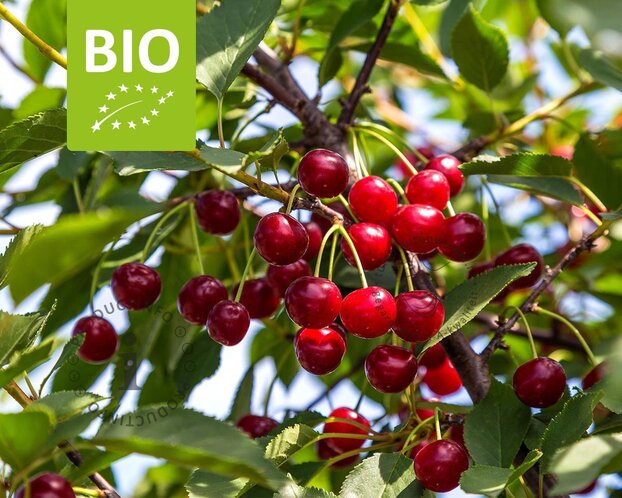 Prunus cerasus 'Morellenfeuer' - BIO mini