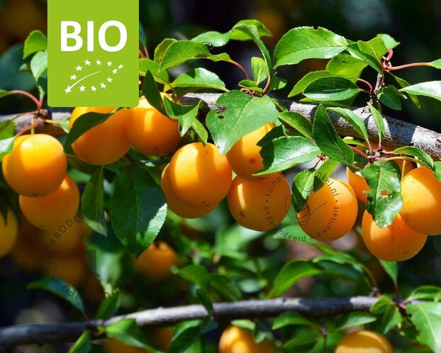 Prunus domestica 'Mirabelle de Nancy' - BIO mini