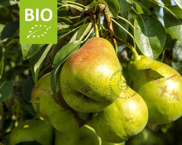 Pyrus communis 'Charneux' - BIO mini