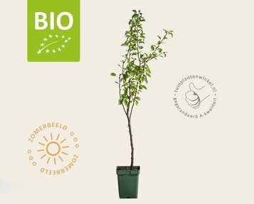 Pyrus communis 'Williams' - BIO mini image