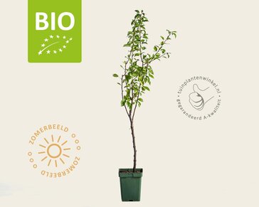 Pyrus communis 'Williams' - BIO mini