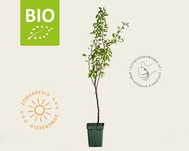 Pyrus communis 'Williams' - BIO mini