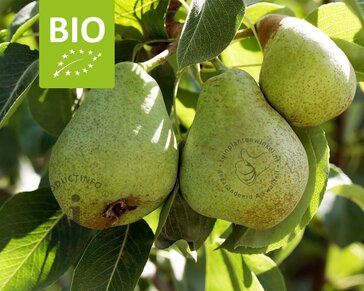 Pyrus communis 'Williams' - BIO mini