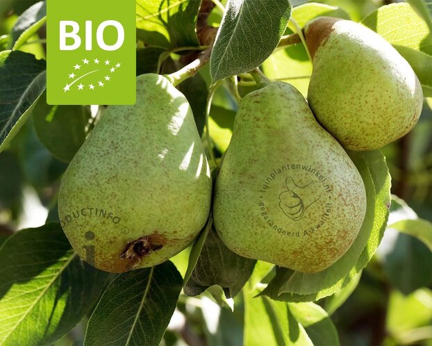 Pyrus communis 'Williams' - BIO mini