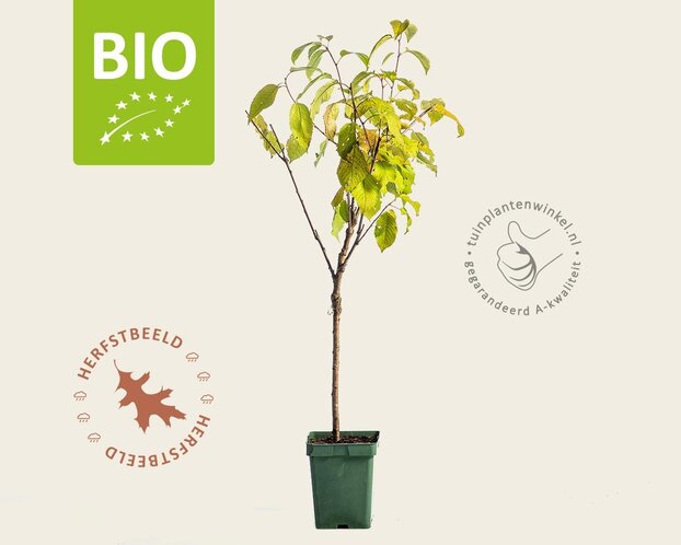 Prunus avium 'Sunburst' - BIO mini