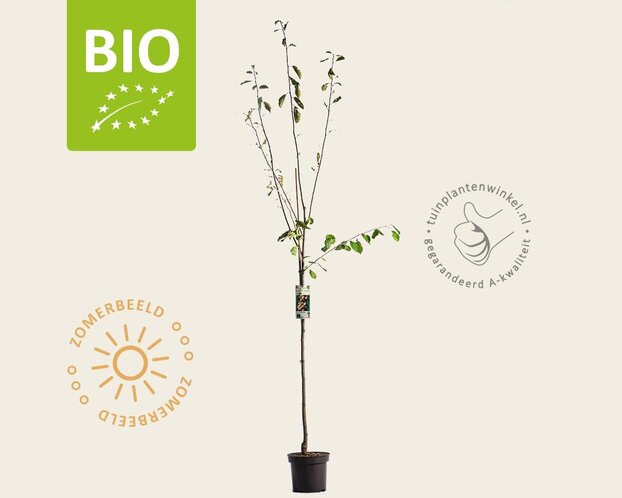 Prunus domestica 'Mirabelle de Nancy' - BIO halfstam