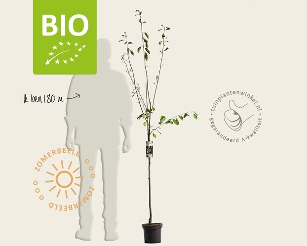 Prunus domestica 'Mirabelle de Nancy' - BIO halfstam