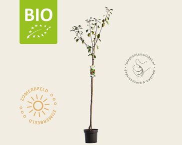 Prunus domestica 'Opal' - BIO halfstam