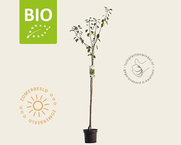 Prunus domestica 'Opal' - BIO halfstam