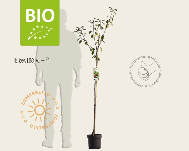 Prunus domestica 'Opal' - BIO halfstam