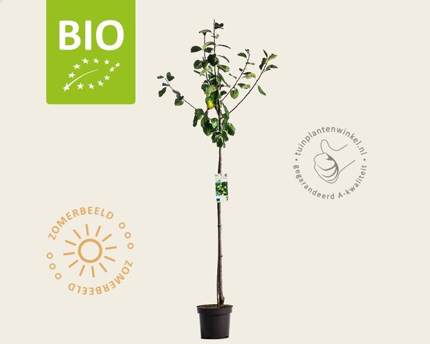 Prunus domestica 'Reine Claude D'Oullins' - BIO halfstam