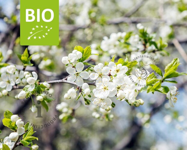 Prunus domestica 'Reine Claude D'Oullins' - BIO halfstam