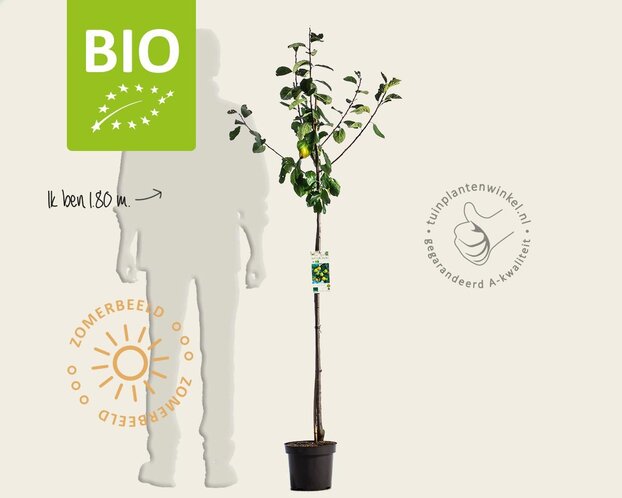 Prunus domestica 'Reine Claude D'Oullins' - BIO halfstam