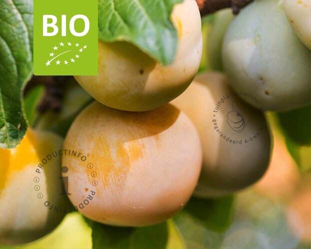 Prunus domestica 'Reine Claude D'Oullins' - BIO halfstam