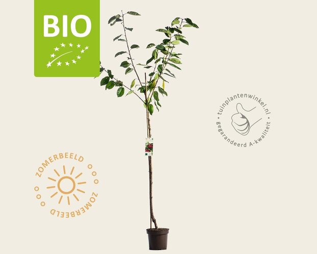 Prunus avium 'Sunburst' - BIO halfstam