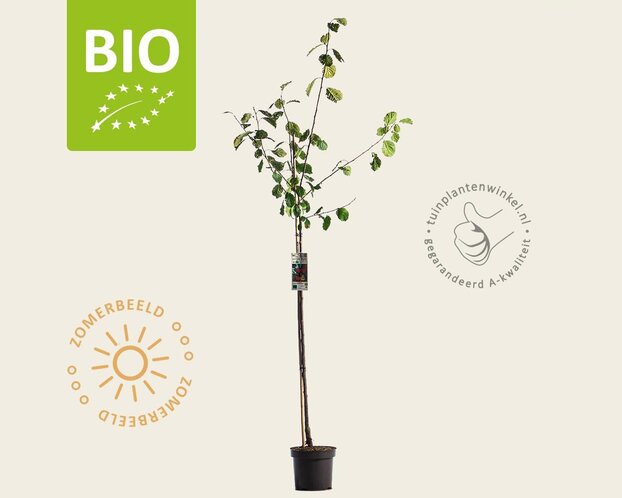 Prunus domestica 'Victoria' - BIO halfstam