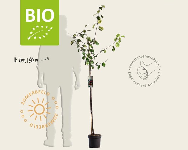 Prunus domestica 'Victoria' - BIO halfstam