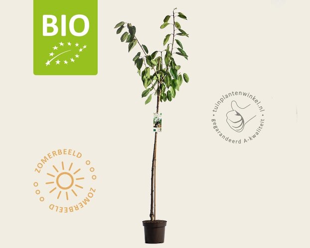 Prunus avium 'Kordia' - BIO halfstam