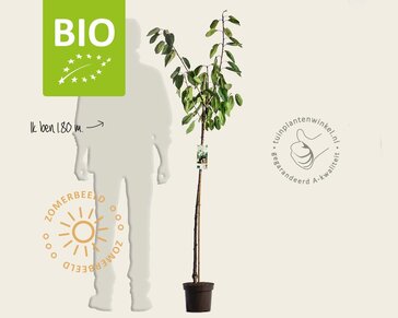 Prunus avium 'Kordia' - BIO halfstam