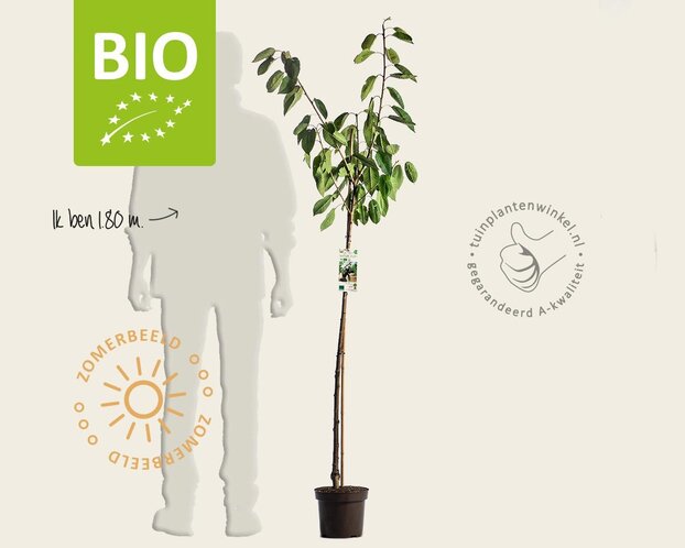 Prunus avium 'Kordia' - BIO halfstam