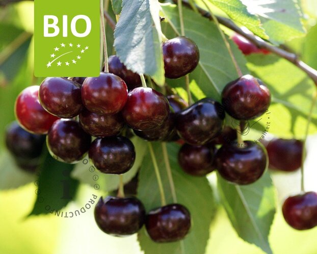 Prunus avium 'Kordia' - BIO halfstam