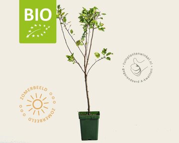 Malus domestica 'Cox's Orange Pippin' - BIO mini image