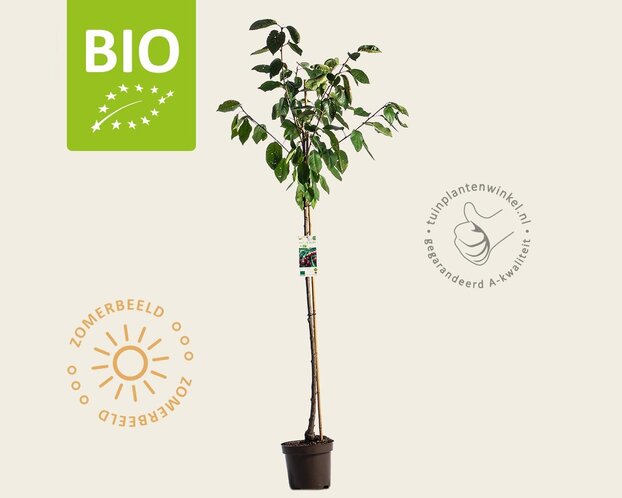 Prunus avium 'Lapins' - BIO halfstam