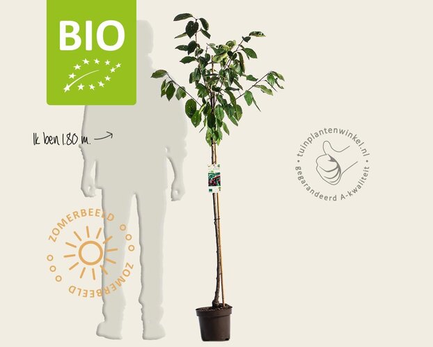 Prunus avium 'Lapins' - BIO halfstam